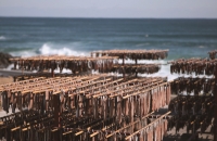 구룡포 삭풍 뚫고 한반도 입맛 녹였네~